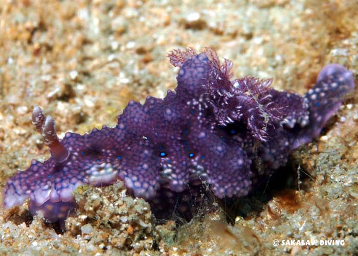 opisthobranchs and flat worms of Madagascar